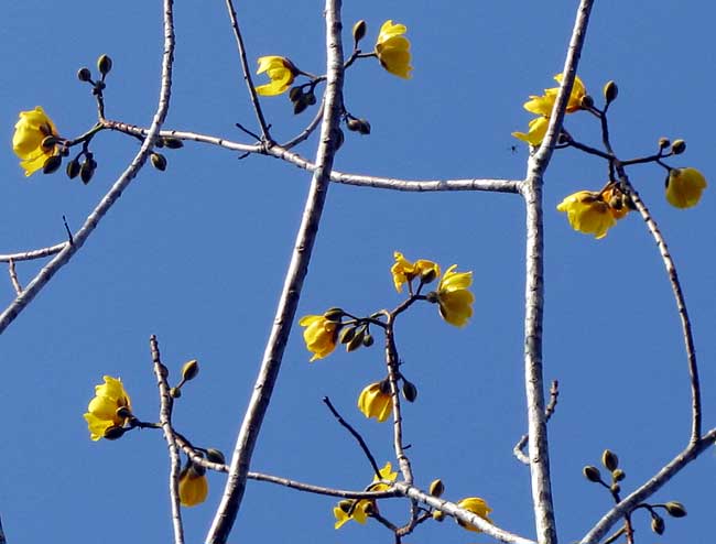 Silk Cottontree or Buttercup Tree, COCHLOSPERMUM VITIFOLIUM