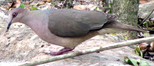 White-tipped Dove, LEPTOTILA VERREAUXI