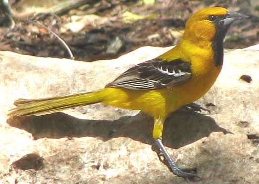 Hooded Oriole, ICTERUS CUCULLATUS, immature