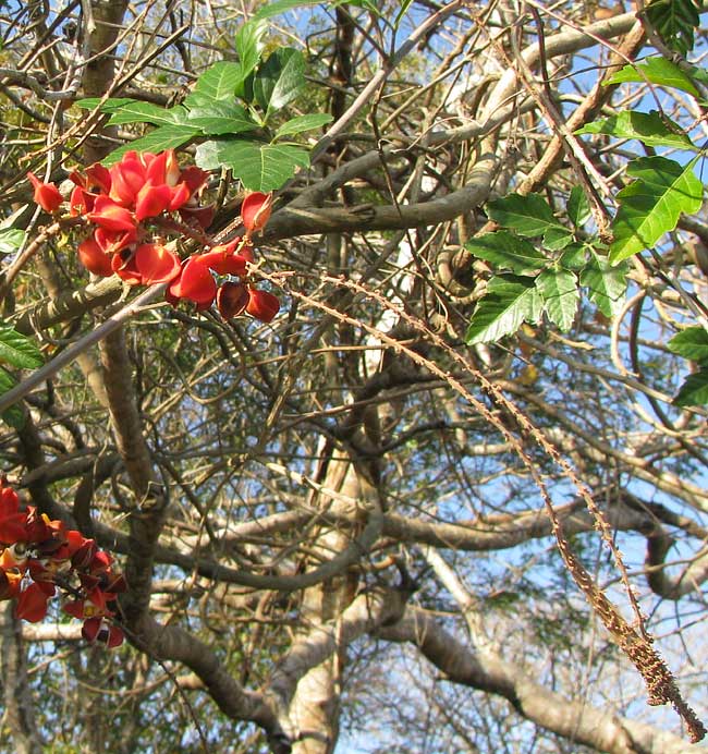 PAULLINIA FUSCESCENS