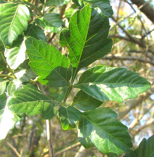 PAULLINIA FUSCESCENS, leaf