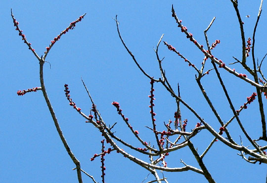 Red Mombin, SPONDIAS PURPUREA, flowers