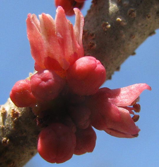 Red Mombin, SPONDIAS PURPUREA, flowers