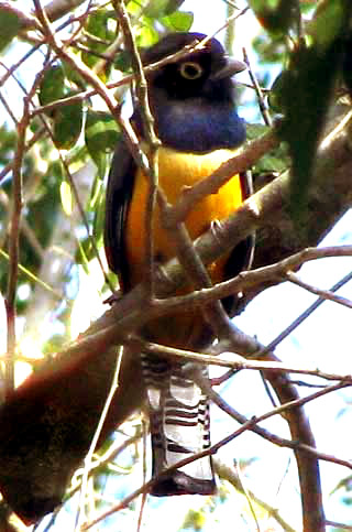 Violaceous Trogon, TROGON VIOLACEUS