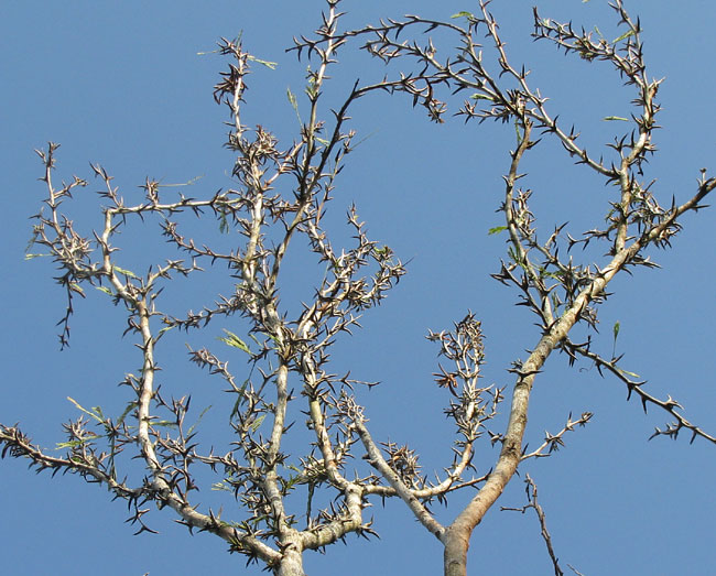 Bull-Horn Acacia, VACHELLIA [ACACIA] COLLINSII