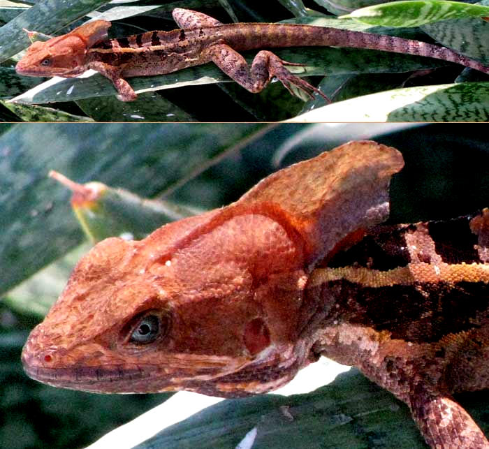 Striped Basilisk, BASILISCUS VITTATUS