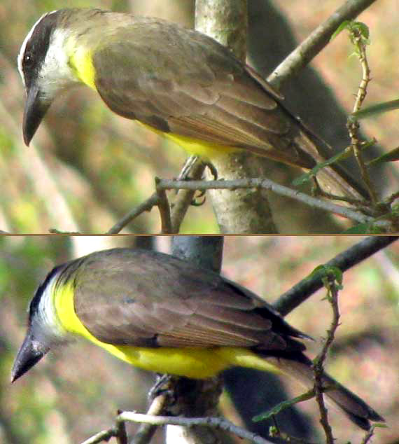 Boat-billed Flycatcher, MEGARYNCHUS PITANGUA