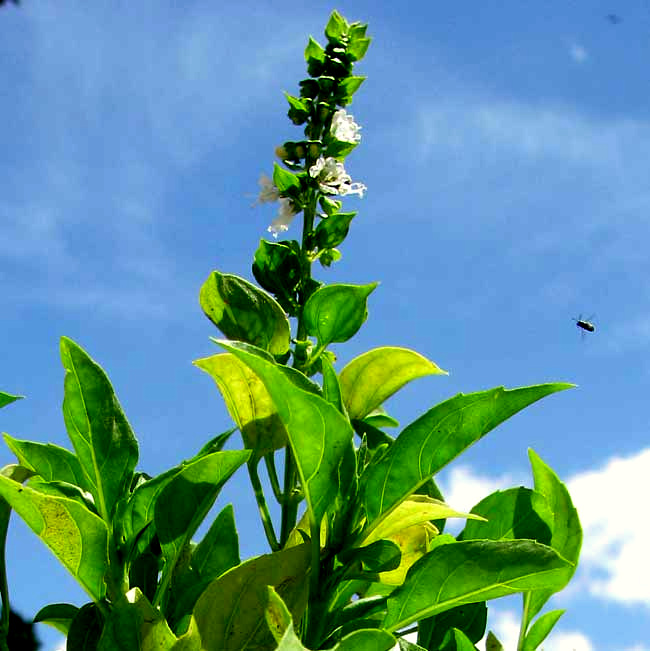 Basil, OCIMUM BASILICUM