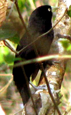 Yellow-billed Cacique, AMBLYCERCUS HOLOSEICEUS