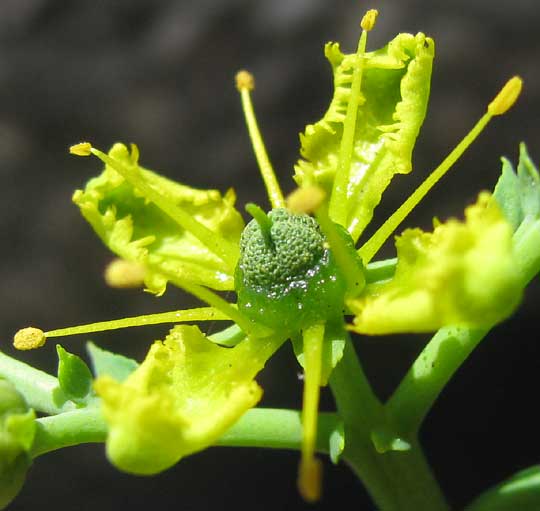 Rue, RUTA GRAVEOLENS, flower