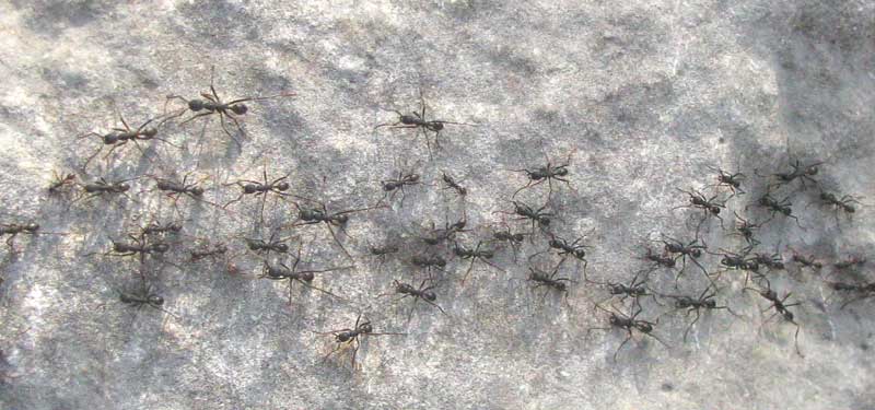 army ants