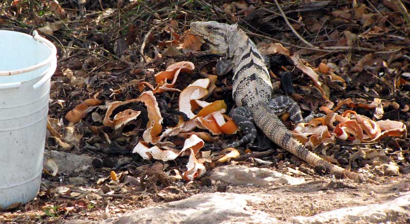 compost heap in the tropics