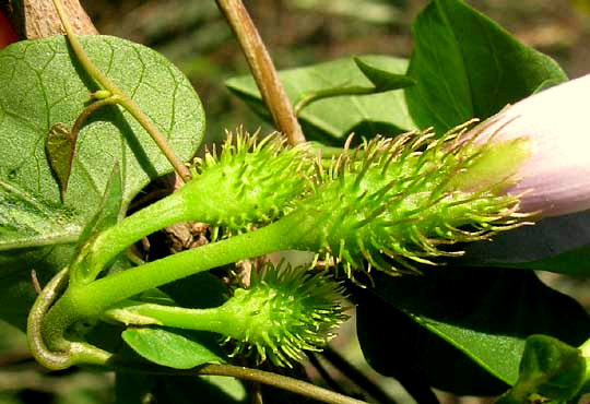 tubercles on calyx of morning glory, IPOMOEA CRINICALYX 