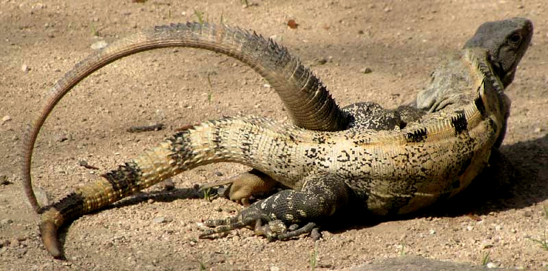 Black Iguana, CTENOSAURA SIMILIS