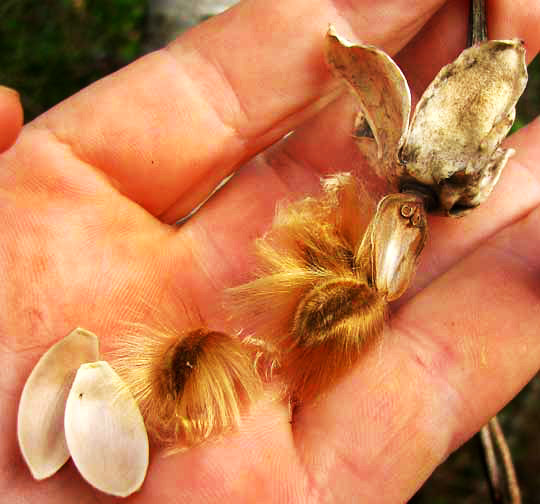 seeds of IPOMOEA CLAVATA