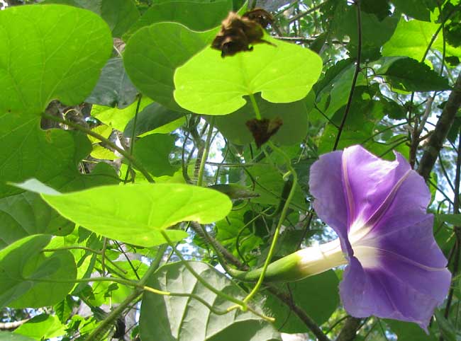 morning glory, IPOMOEA CLAVATA