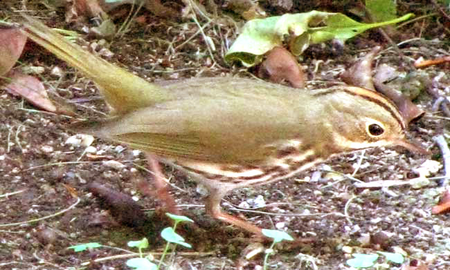 Ovenbird, SEIURUS AUROCAPILLUS