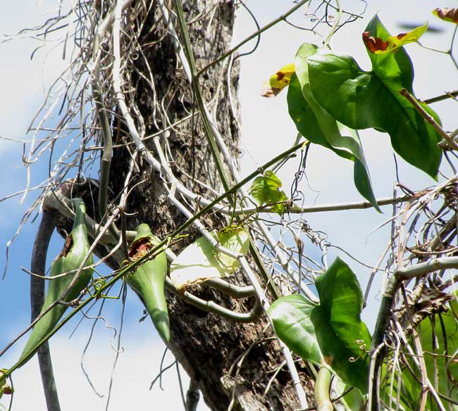 PHILODENDRON JACQUINII