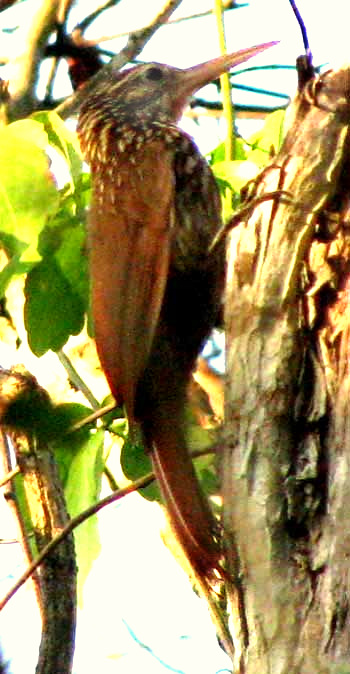  Ivory-billed Woodcreeper, XIPHORHYNCHUS FLAVIGASTER, in Yucatán, Mexico