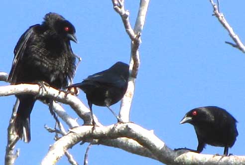 Bronzed Cowbirds, MOLOTHRUS AENEUS