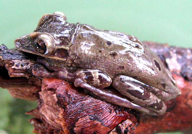 Yucatán Casqueheaded Treefrog, TRIPRION PETASATUS