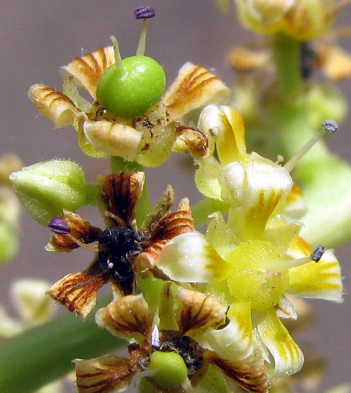 Mango, MANGIFERA INDICA, flowers