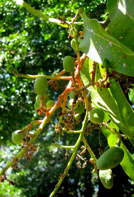 Mango, MANGIFERA INDICA, immature fruits