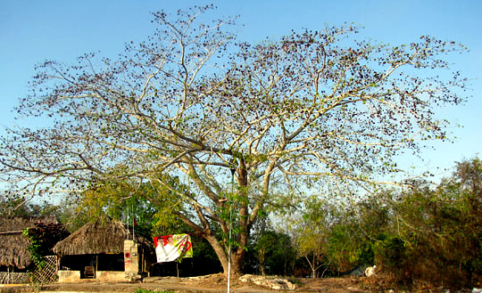 Guanacaste or Piich, ENTEROLOBIUM CYCLOCARPUM