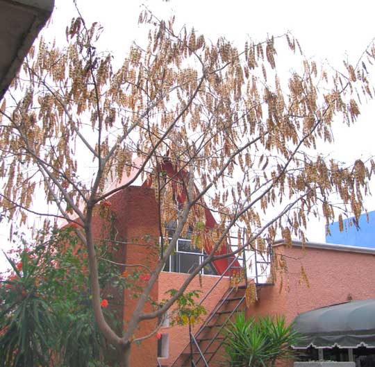 Lebbeck-Tree, ALBIZIA LEBBECK, fruiting