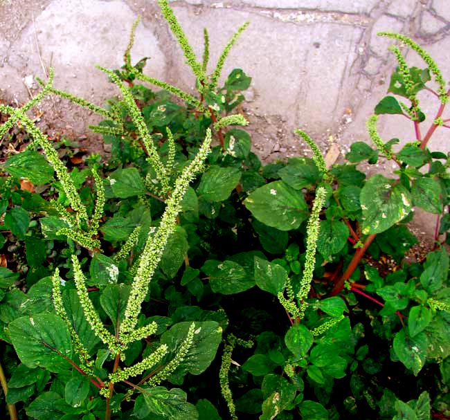 Spiny Amaranth, AMARANTHUS SPINOSUS