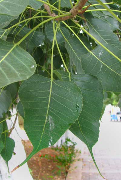 Bo-Tree or Peepul, FIGUS RELIGIOSA, leaves
