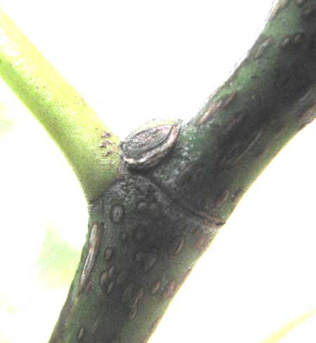 Bo-Tree or Peepul, FIGUS RELIGIOSA, stipular ring