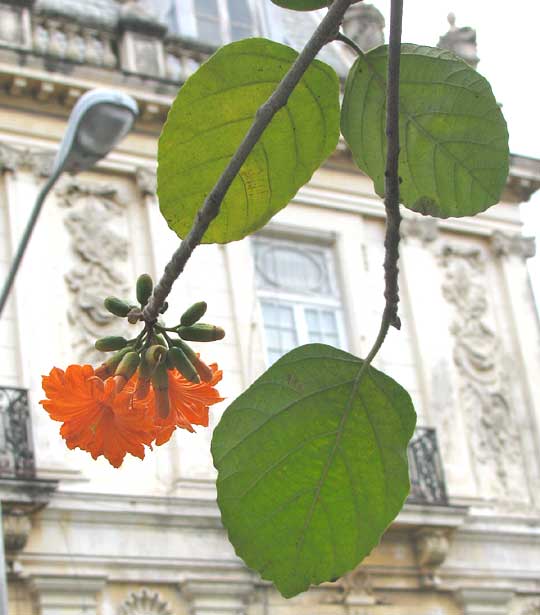 Ciricote, CORDIA DODECANDRA, flowers and leaves