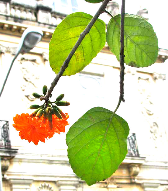 Ciricote, CORDIA DODECANDRA, flowers and leaves