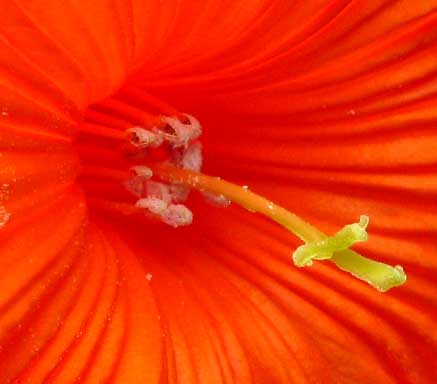 Ciricote, CORDIA DODECANDRA, flower