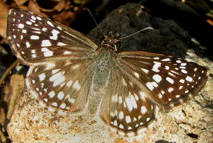 Checkered Skipper, genus PYRGUS