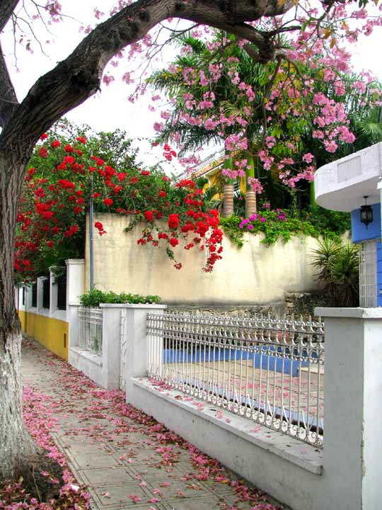 Tabeuia rosea and bougainvillea in Merida, Yucatan, Mexico