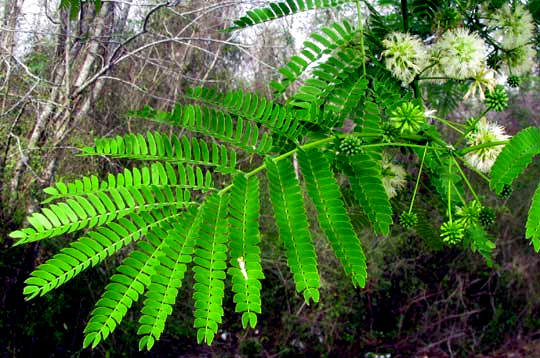 Guanacaste or Piich, ENTEROLOBIUM CYCLOCARPUM, leaves and flowering heads