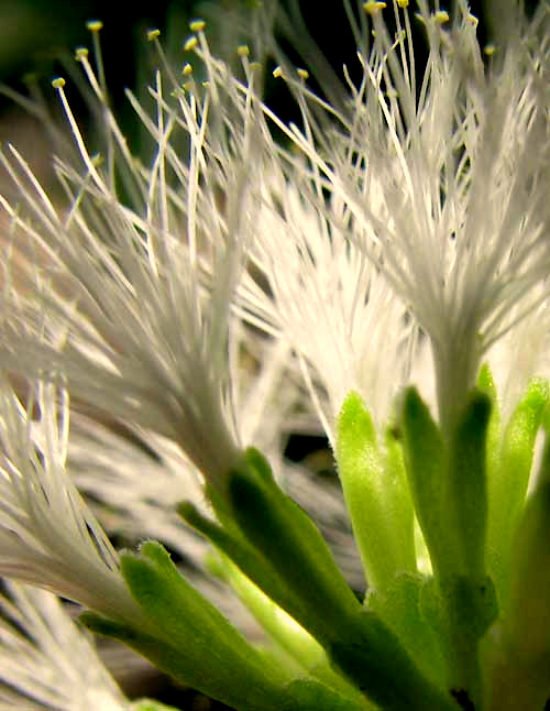 Guanacaste or Piich, ENTEROLOBIUM CYCLOCARPUM, flower close-up