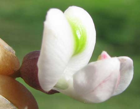 Jabin, Jabim, Fish-poison Tree or Jamaican Dogwood -- PISCIDIA PISCIPULA, flower