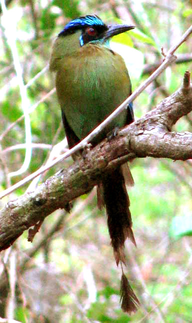 Blue-crowned Motmot, MOMOTUS MOMATA