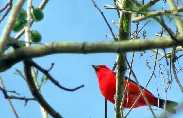 Scarlet Tanager, PIRANGA OLIVACEA