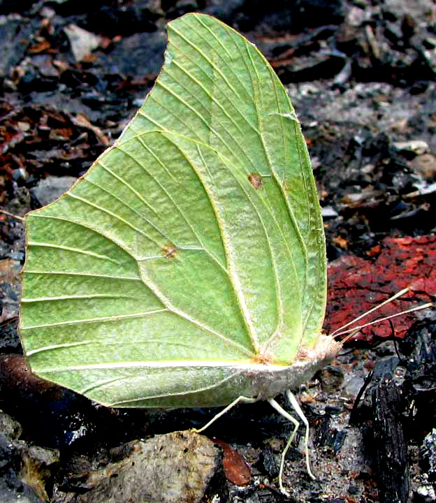 White Angled-Sulphur, ANTEOS CLORINDE