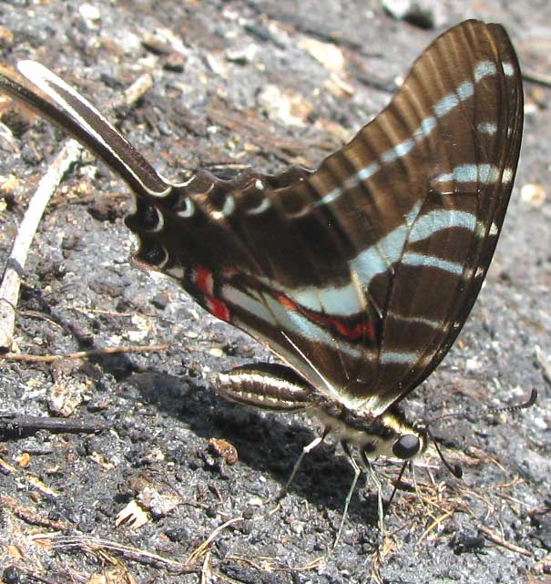 Dark Kite-Swallowtail, EURYTIDES PHILOLAUS