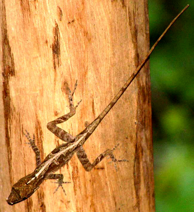 female Brown Anole, ANOLIS SAGREI MAYENSIS