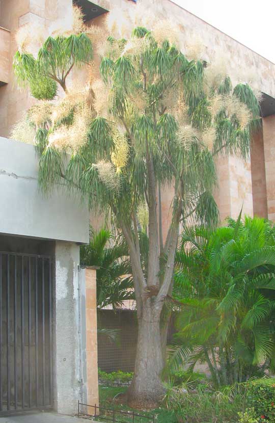 Mexican Ponytail, BEAUCARNEA PLIABILIS