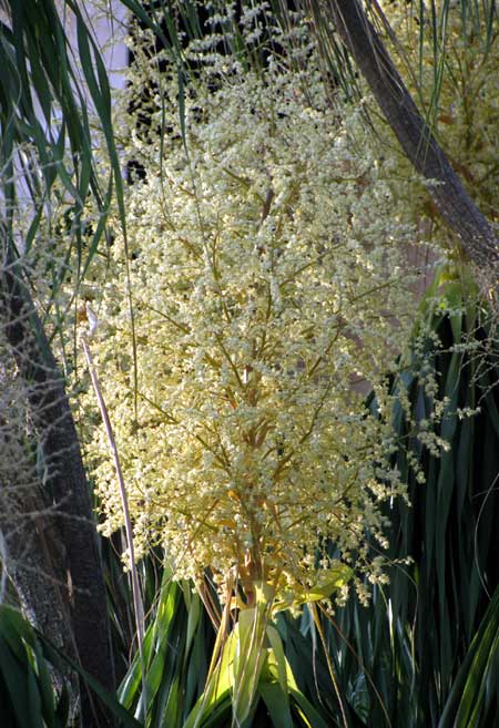 Mexican Ponytail, BEAUCARNEA PLIABILIS, inflorescence