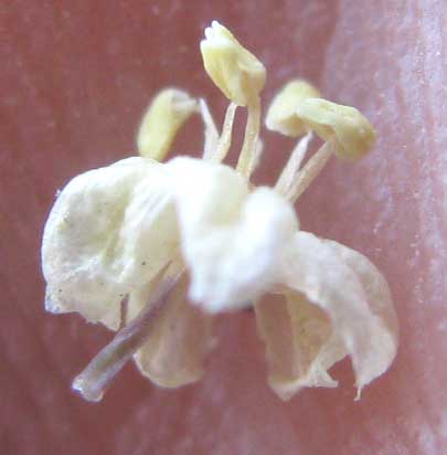 Mexican Ponytail, BEAUCARNEA PLIABILIS, male flower