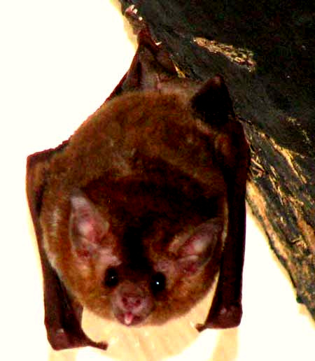 probably the Argentine Brown Bat, EPTESICUS FURINALIS