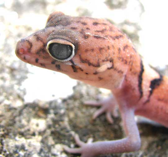 Yucatán Banded Gecko, COLEONYX ELEGANS, head